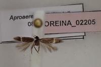 Aproaerema albifrontella