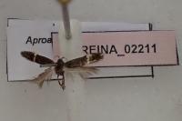 Aproaerema albifrontella