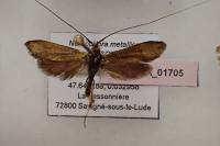 Nemophora metallica