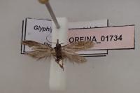 Glyphipterix fuscoviridella