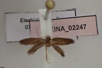 Elachista pigerella
