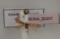 Ephysteris diminutella