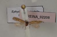 Ephysteris diminutella