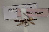 Eteobalea albiapicella