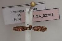 Eriocrania salopiella
