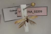 Coleophora colutella