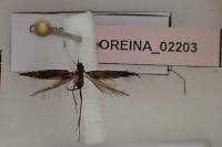 Coleophora paramayrella