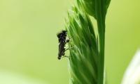 Glyphipterix simpliciella