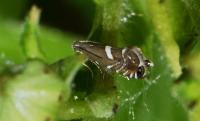 Glyphipterix forsterella