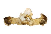 Grapholita funebrana