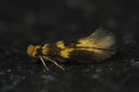 Bucculatrix thoracella