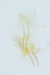 Phyllonorycter nicellii