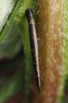 Coleophora conspicuella