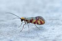 Micropterix tunbergella
