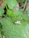Adela reaumurella