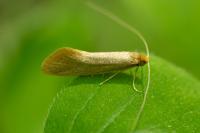 Nematopogon