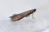 Coptotriche angusticollella