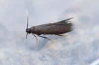 Coptotriche angusticollella