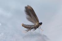 Coptotriche angusticollella
