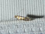 Phyllonorycter nicellii