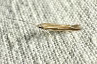 Coleophora