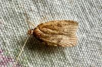Agonopterix