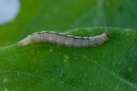 Ypsolopha falcella
