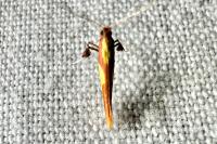 Caloptilia alchimiella