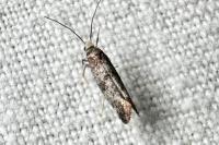 Swammerdamia pyrella