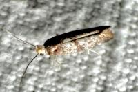 Swammerdamia pyrella