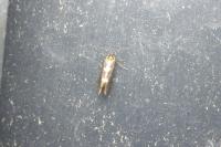 Incurvaria masculella