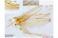 Phyllonorycter muelleriella