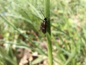 Cauchas fibulella