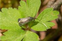 Adela reaumurella