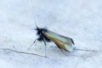 Adela reaumurella