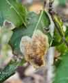 Phyllonorycter belotella