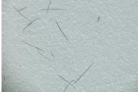 Epichnopterix sieboldii