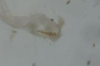 Acleris schalleriana