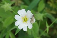 Coleophora lutarea