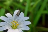 Glyphipterix simpliciella