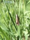 Glyphipterix thrasonella