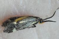Esperia sulphurella