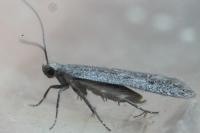 Oxypteryx helotella
