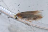 Bucculatrix