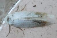 Pseudopostega