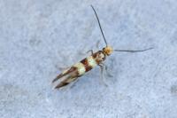 Micropterix rothenbachii