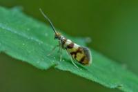 Micropterix rothenbachii