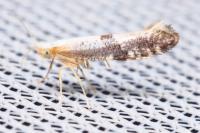 Argyresthia spinosella