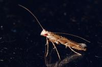 Acrocercops brongniardella