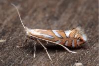Phyllonorycter belotella